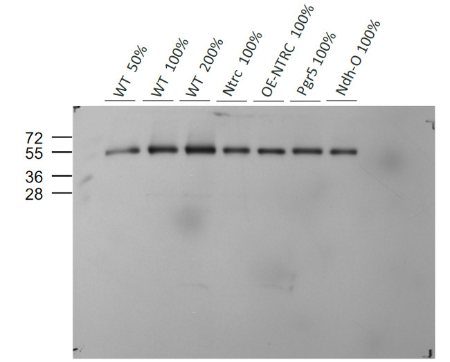 western blot using anti-STN7 antibodies